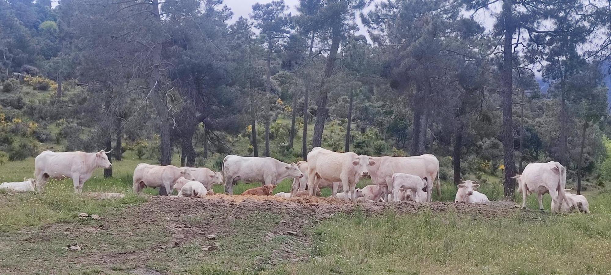 El Rincon De Gredos Pensionat Navaluenga Exteriör bild